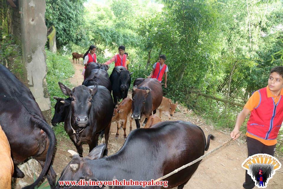 Cows-Service-Program-at-Waling-Syangja-2075