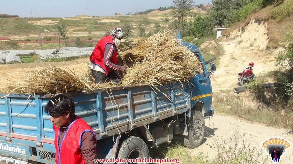 Cow-Service-at-Gausala-2075-5