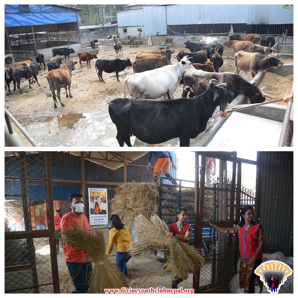 Straw-for-the-Street-Cows-on-Gai-Tihar-2076